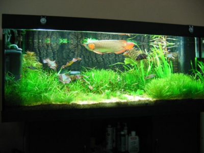 Nguồn chống nước UNION 30W cho chiếu sáng bể cá